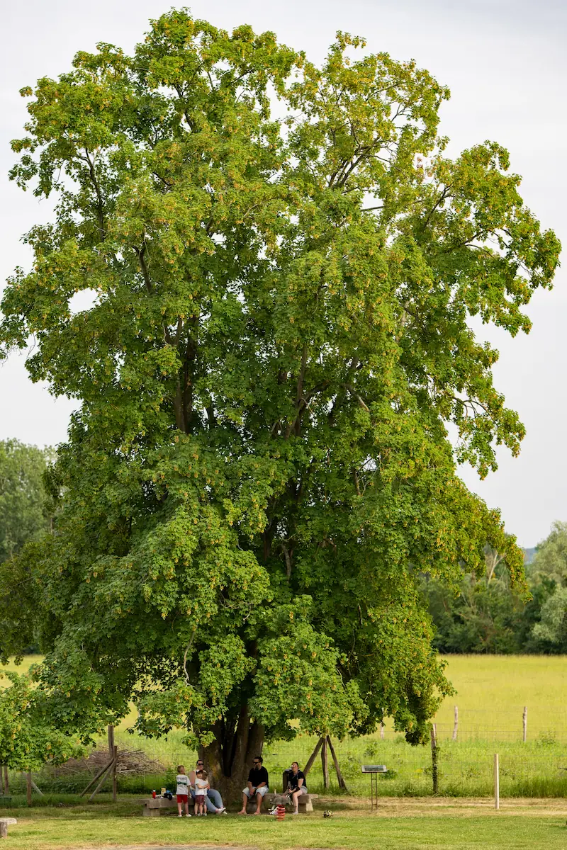 le grand arbre de l'école de la Roche-Guyon