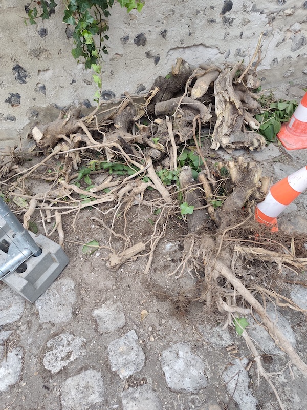 Pendant le chantier : les racines retirées de la maçonnerie